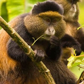 Golden Monkey Tours Rwanda