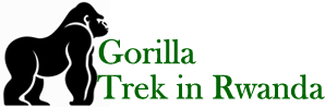 Gorilla Trek in Rwanda
