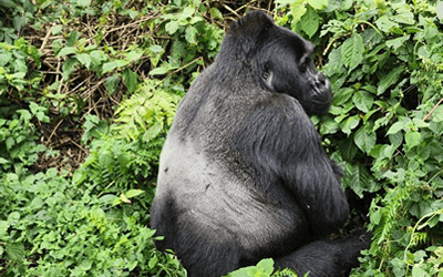 1 Day Gorilla Trekking Tour in Volcanoes National Park