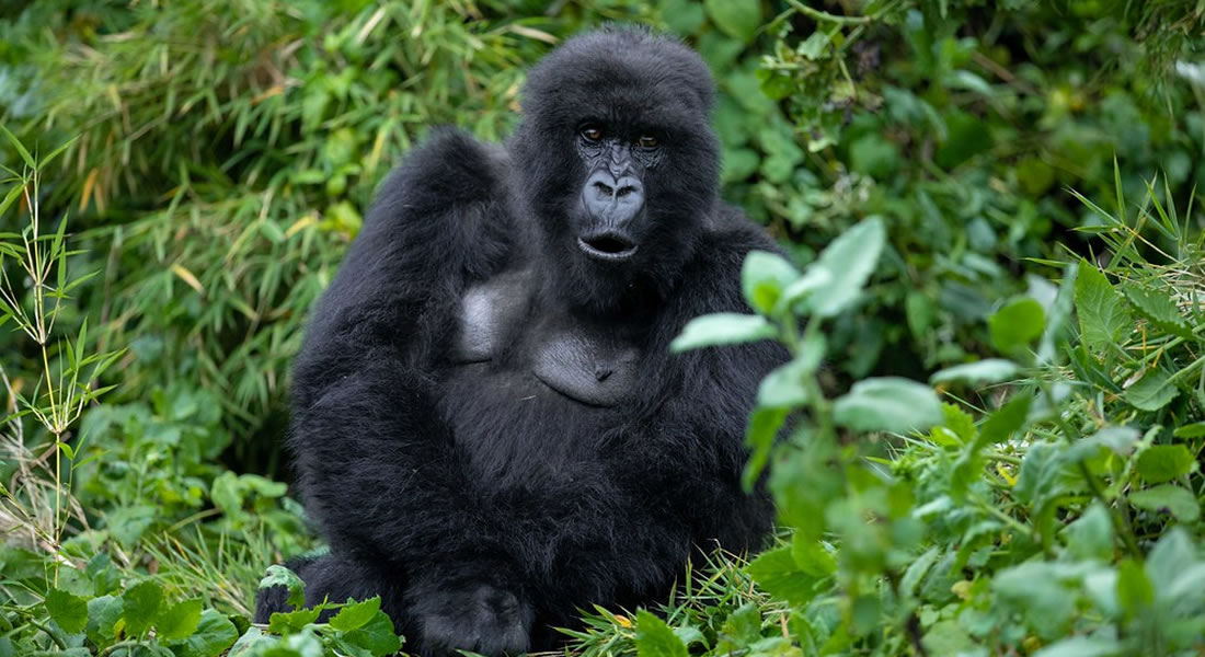 How Much is a Gorilla Trek Permit in Rwanda, Gorilla Trekking in Volcanoes National Park