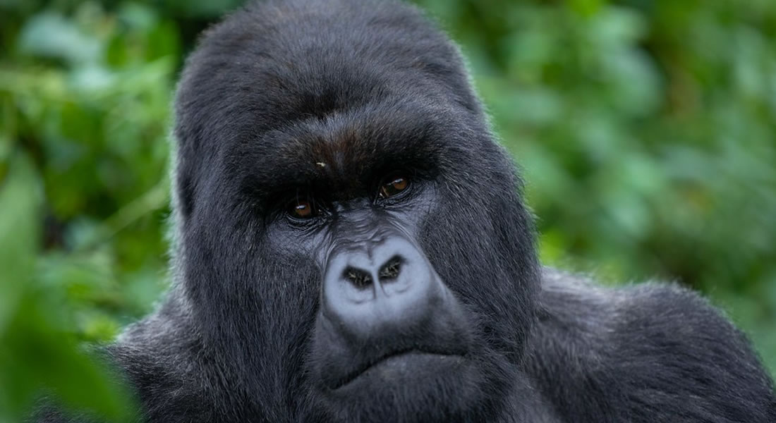 Gorilla Trekking vs Gorilla Habituation Safaris