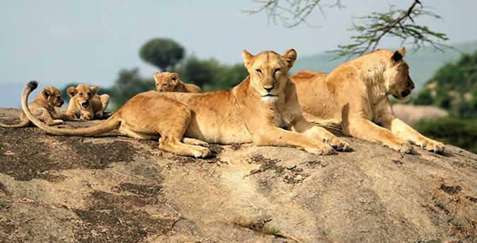 Akagera safaris in Rwanda and Gorilla Trekking Safaris in Volcanoes National Park