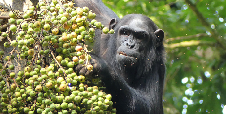 Nyungwe Chimp tracking Nyungwe Chimp tracking