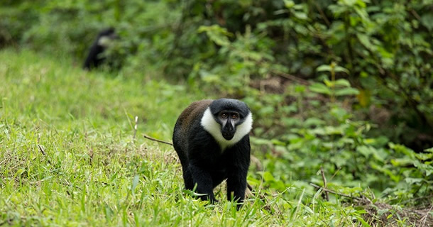 Nyungwe Primates Safaris in Rwanda Nyungwe Primates Safaris in Rwanda