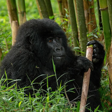Rwanda Gorilla Tours - Volcanoes National Park