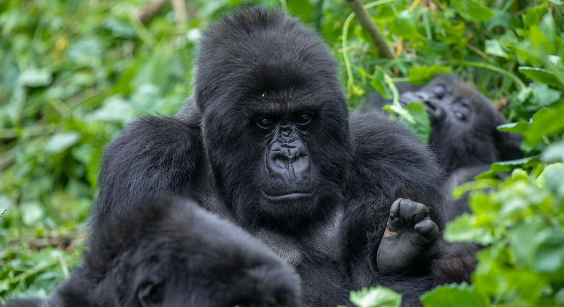 Double Gorilla Trekking in Rwanda and Uganda