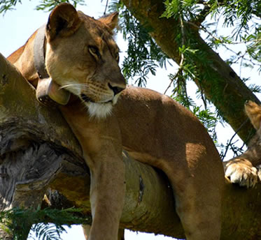 Uganda and Rwanda Combined Safari holiday