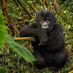 2 Day Gorilla Trekking Safari in Volcanoes National Park
