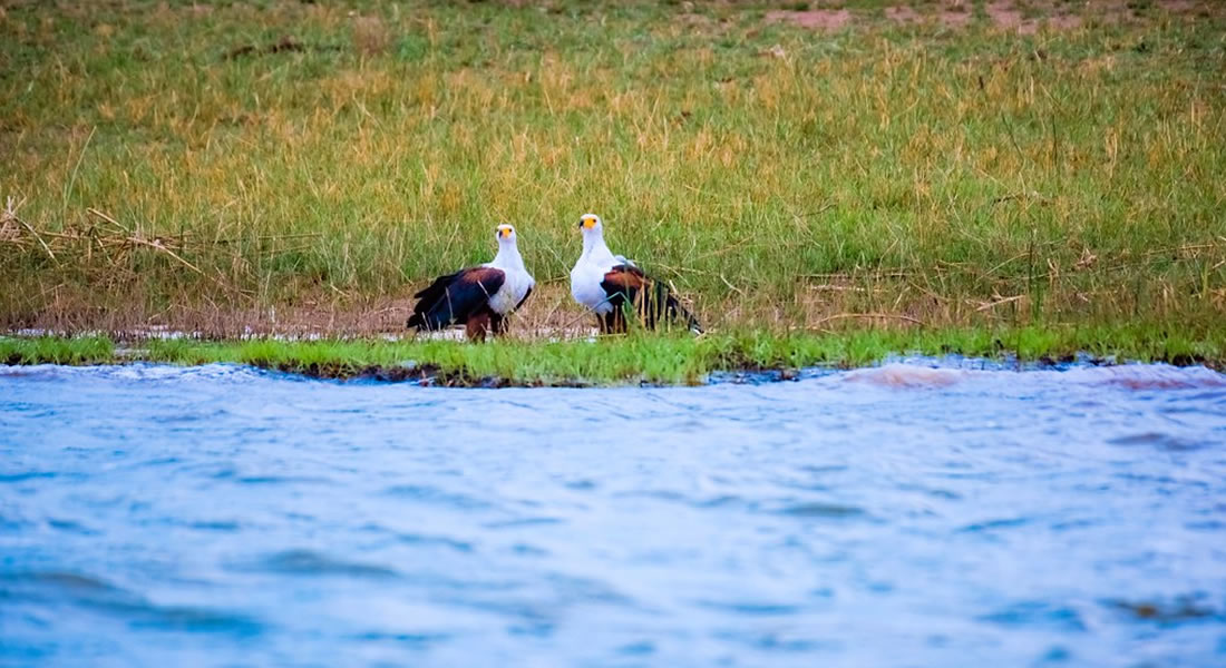 Bird Watching Tours in Rwanda