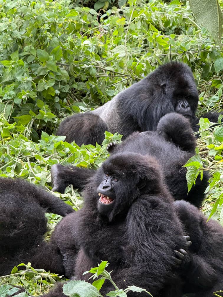 Gorilla Trekking in Rwanda